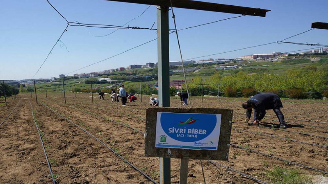 YAŞAM BAHÇESİ’NDE YAZLIK FİDELER TOPRAKLA BULUŞTU