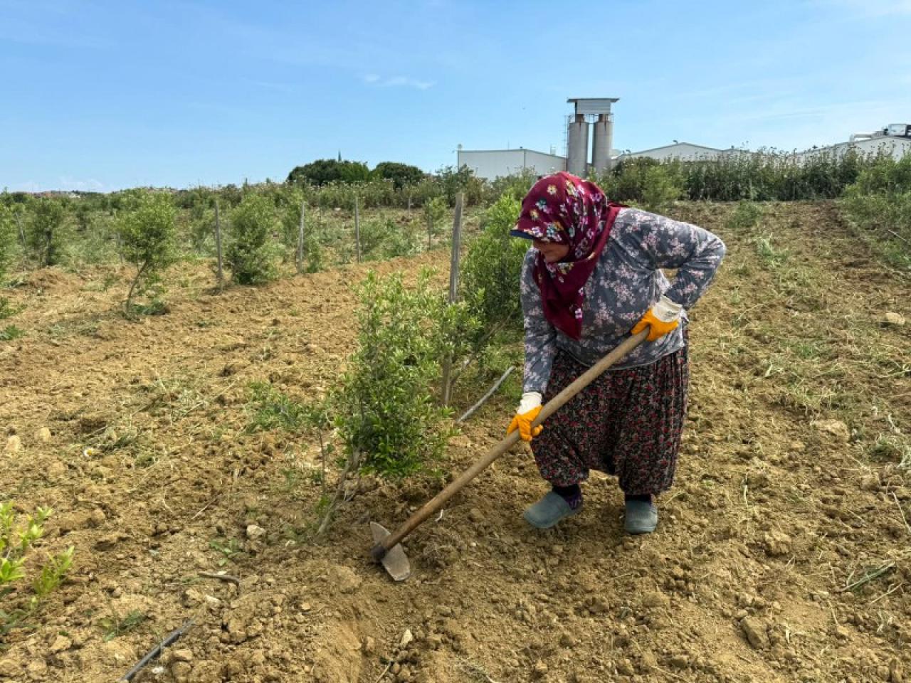Silivri Belediyesi, Tarımsal Hizmet Müdürlüğü’nde bulunan zeytinlikte bakım çalışmaları gerçekleştirdi