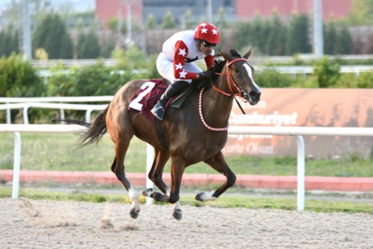 Babür Carioğlu Koşusu’nda galibiyete Tiz A Bella ulaştı