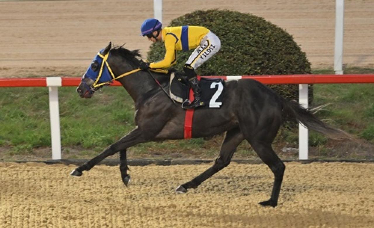 Horse Racing Ireland Koşusu’nda galibiyetin adı True Blu