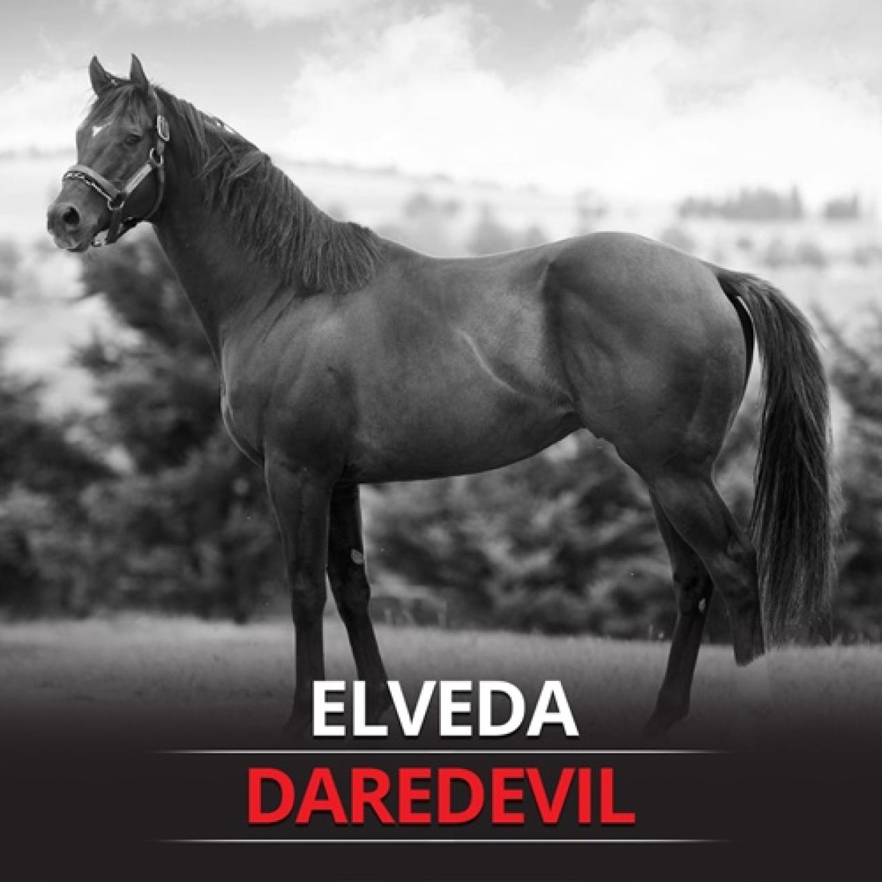 Dünyaca ünlü aygırımız DAREDEVIL'i kaybettik