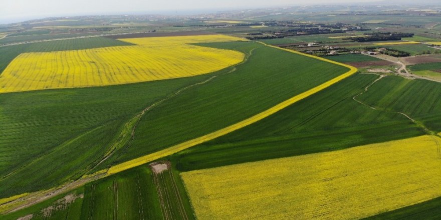 Marmara’da tarlalar sarıya büründü