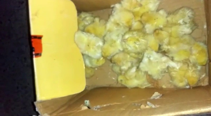 Sultangazi’de çöpte yüzlerce ölü civciv bulundu