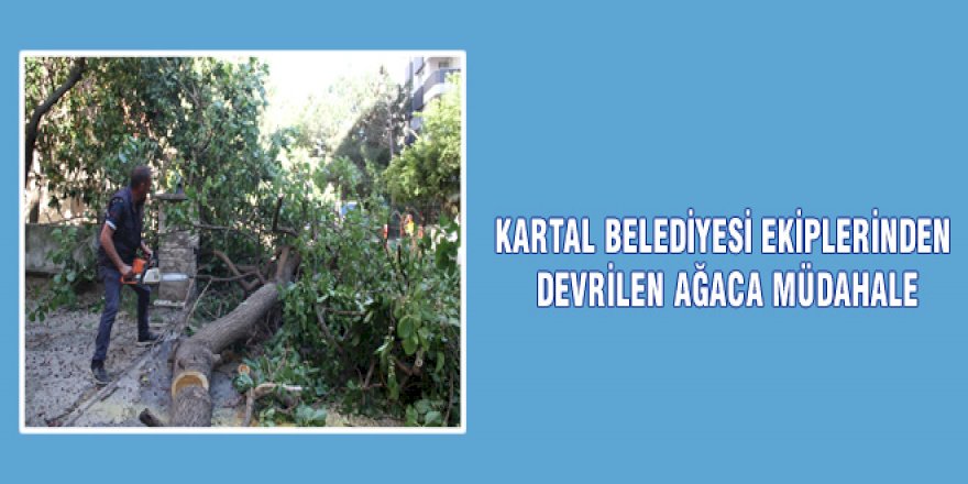 KARTAL BELEDİYESİ EKİPLERİNDEN DEVRİLEN AĞACA MÜDAHALE