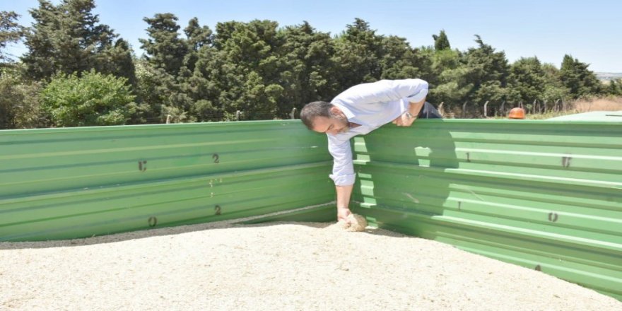 BAŞKAN YILMAZ SİYEZ BUĞDAYI HASADINA KATILDI