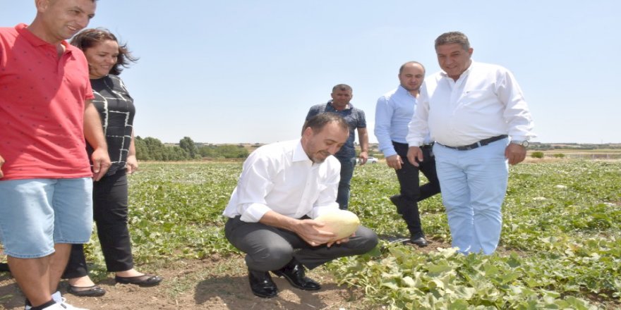 İLK KAVUNU BAŞKAN YILMAZ TOPLADI