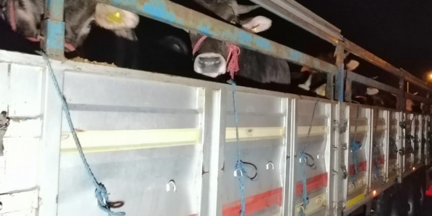 İstanbul’da Sıkı Kurbanlık Denetimi