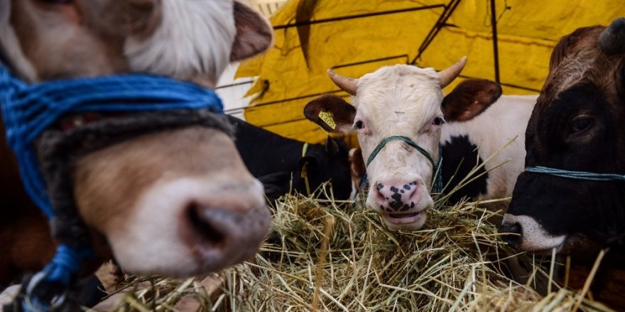 KAÇAK KURBANLIKLAR BESİCİLERİ VURDU