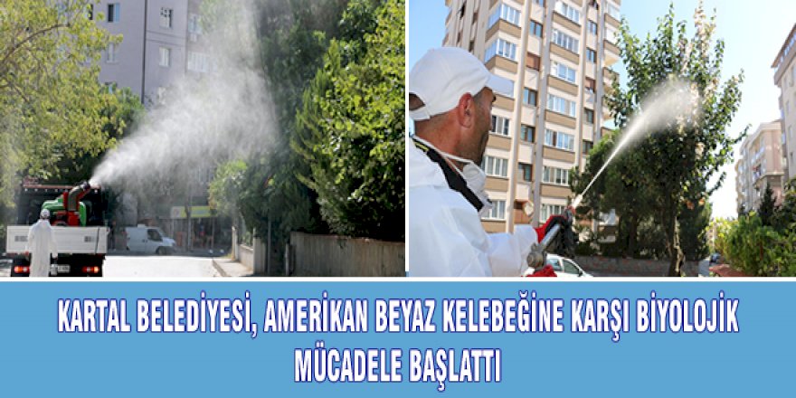 KARTAL BELEDİYESİ, AMERİKAN BEYAZ KELEBEĞİNE KARŞI BİYOLOJİK MÜCADELE BAŞLATTI