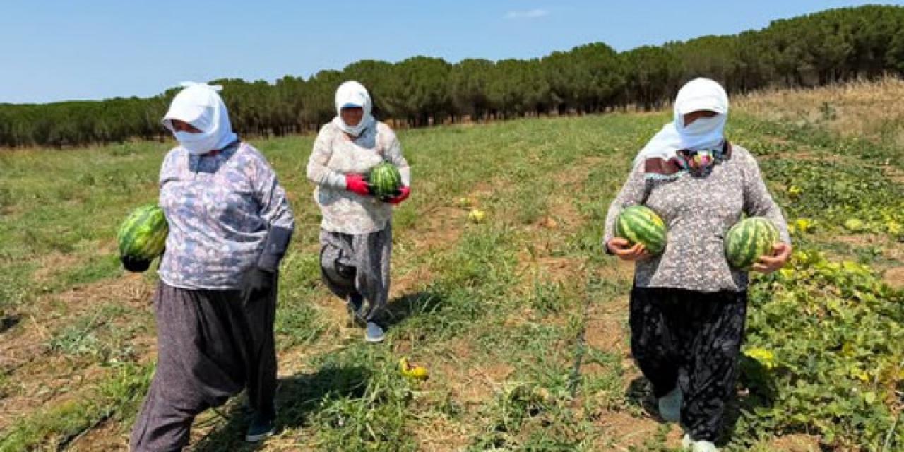 Tarımsal Üretim ve Araştırma Merkezi’nde Karpuz Hasadı Gerçekleştirildi