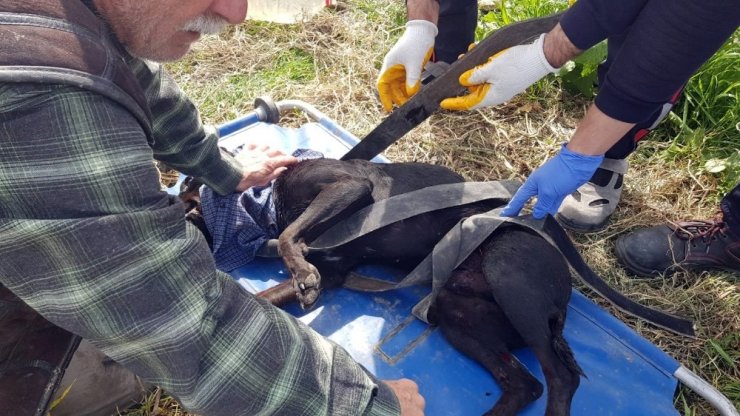 Yaralı halde kapısına gelen köpeği kurtarmak için 45 dakika mücadele etti