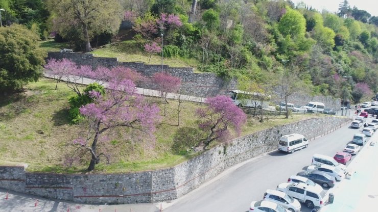 İstanbul Boğazı’nda Erguvan zamanı
