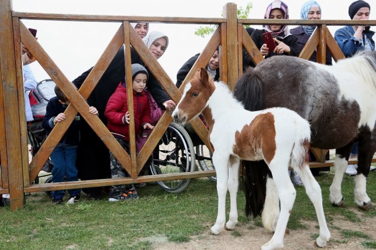 Sultangazi’de at binme tesisleri çocukların ilgi odağı