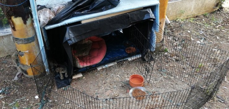 Esnaflar Arasında Kedi Kavgası Şaşkınlık Yarattı!