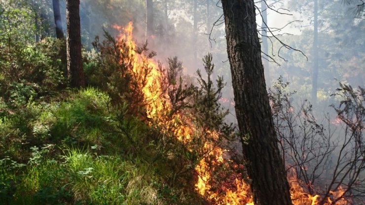 Aydos Ormanı’ndan alevler yükseliyor
