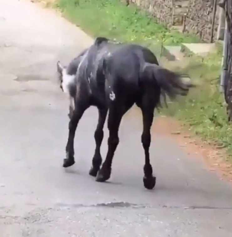 Heybeliada’da atın içler acısı hali yürekleri sızlattı