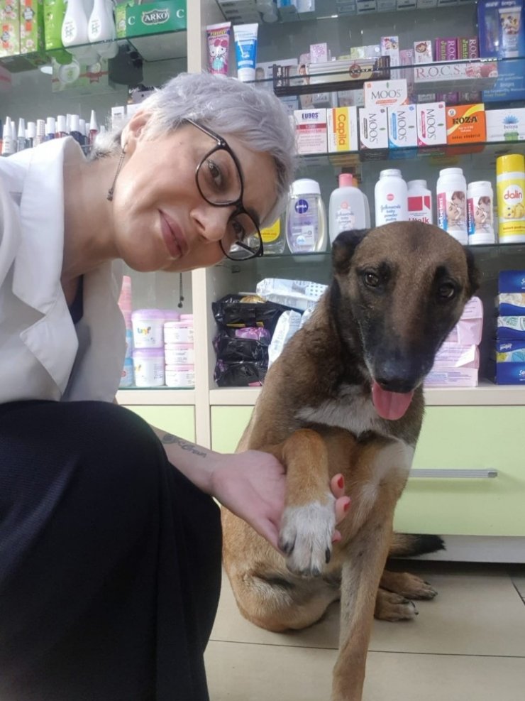 Yaralı köpek patisini kaldırarak eczacıdan adeta yardım istedi