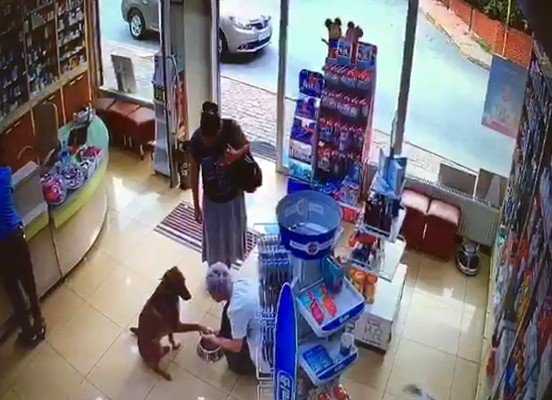 Yaralı köpek patisini kaldırarak eczacıdan adeta yardım istedi