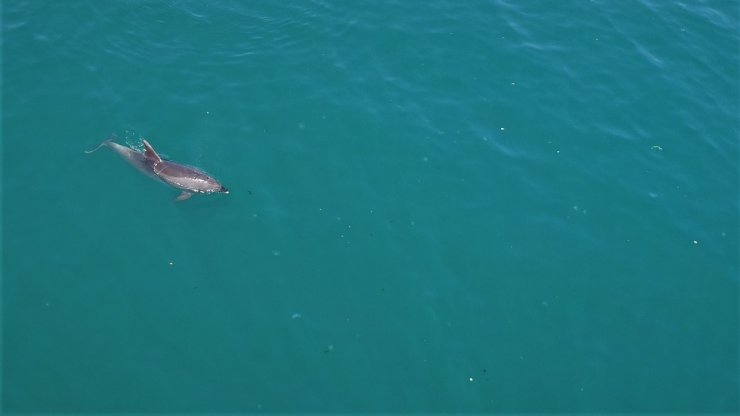 Sevimli Yunuslar İstanbul boğazında