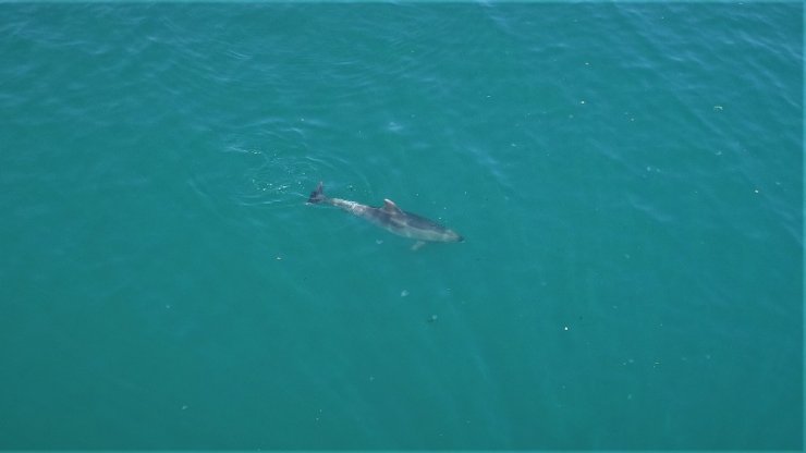 Sevimli Yunuslar İstanbul boğazında