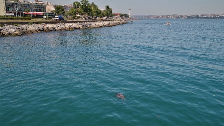 Sevimli Yunuslar İstanbul boğazında