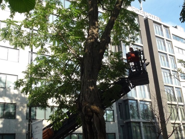 Taksim’de ağaçta mahsur kalan kedi itfaiyeye zor anlar yaşattı