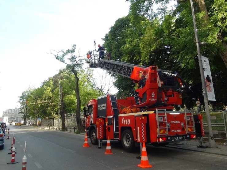 Taksim’de ağaçta mahsur kalan kedi itfaiyeye zor anlar yaşattı