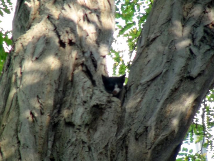 Taksim’de ağaçta mahsur kalan kedi itfaiyeye zor anlar yaşattı