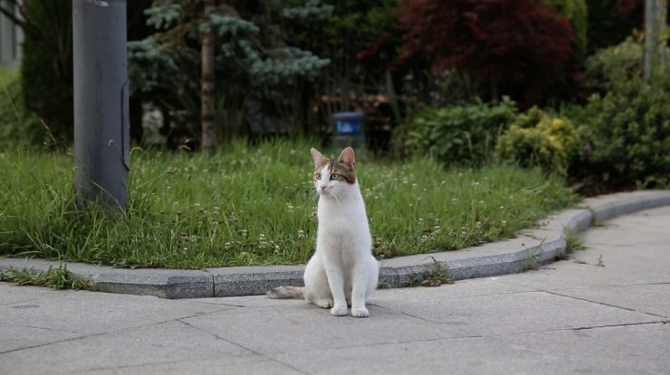Kadıköy Belediyesi çalışanlarının mesai arkadaşı ‘Sarıkız’