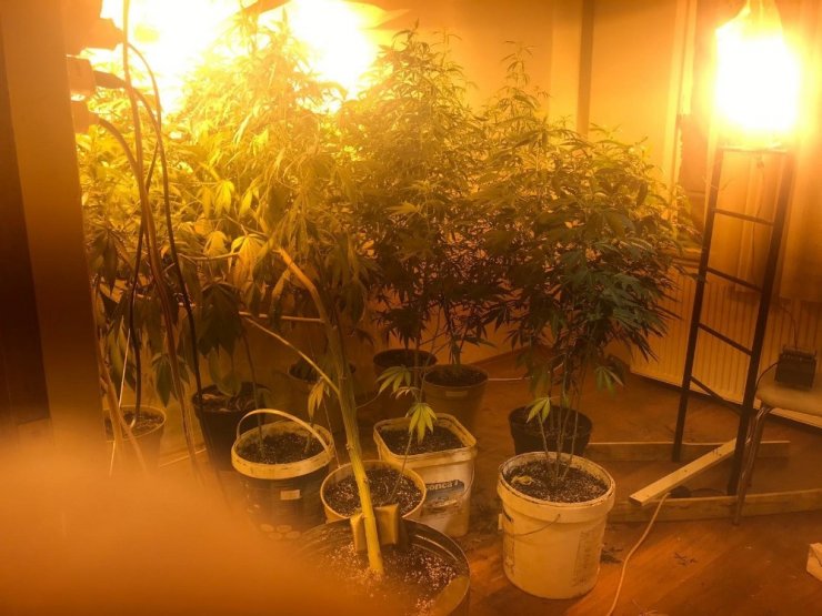 EVİNİ KENEVİR TARLASINA ÇEVİRMİŞ