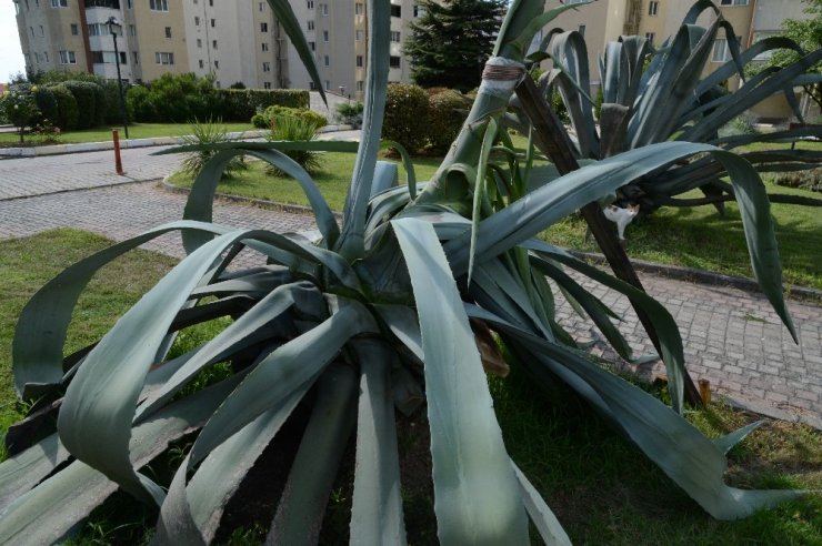 DİKİLDİKTEN 21 YIL SONRA ÇİÇEK AÇTI