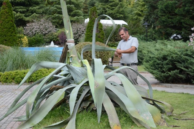 DİKİLDİKTEN 21 YIL SONRA ÇİÇEK AÇTI