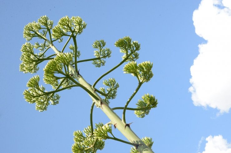 DİKİLDİKTEN 21 YIL SONRA ÇİÇEK AÇTI