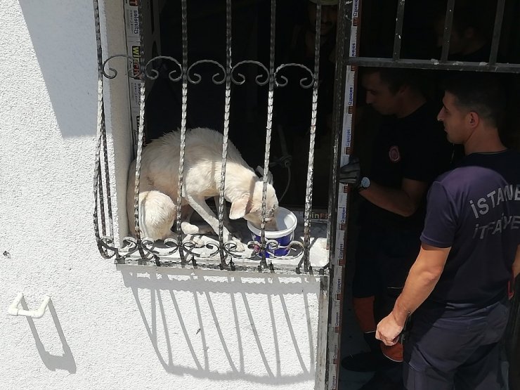 PENCERE PARMAKLIKLARINA SIKIŞAN KÖPEK, GÜNEŞİN ALTINDA 2 GÜN BOYUNCA AÇ SUSUZ KALDI