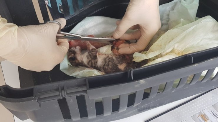 ANNESİNİN TERK ETTİĞİ YAVRU KEDİ ÖLMEK ÜZEREYKEN BÖYLE KURTARILDI