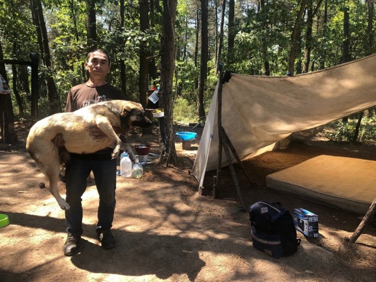 KÖPEKLERİYLE BERABER 6 YILDIR ORMANDA YAŞIYORDU