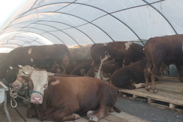 Kurbanlıklar Satış Yerlerine Yerleştirildi