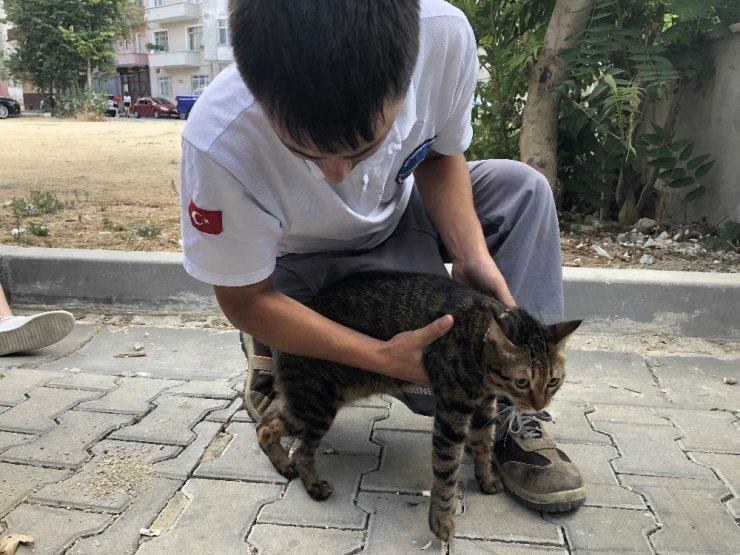 ALEVLERİN ARASINDA KALAN KEDİYİ İTFAİYE BÖYLE KURTARDI
