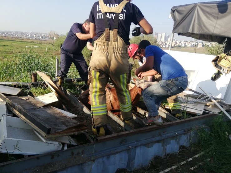 AVCILAR’DA SU KUYUSUNDAN KURBANLIK DANA KURTARMA OPERASYONU