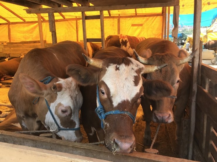 Kağıthane’de 22 bin 500 liraya satıldı