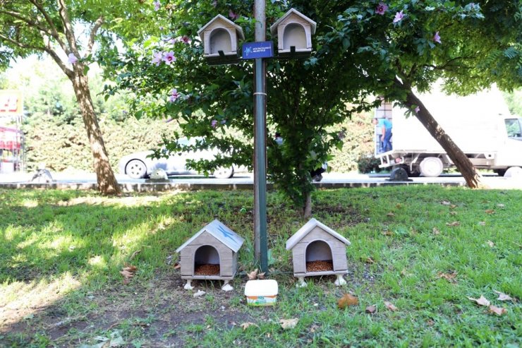 KÜÇÜKÇEKMECE’DE SOKAK HAYVANLARI UNUTULMUYOR