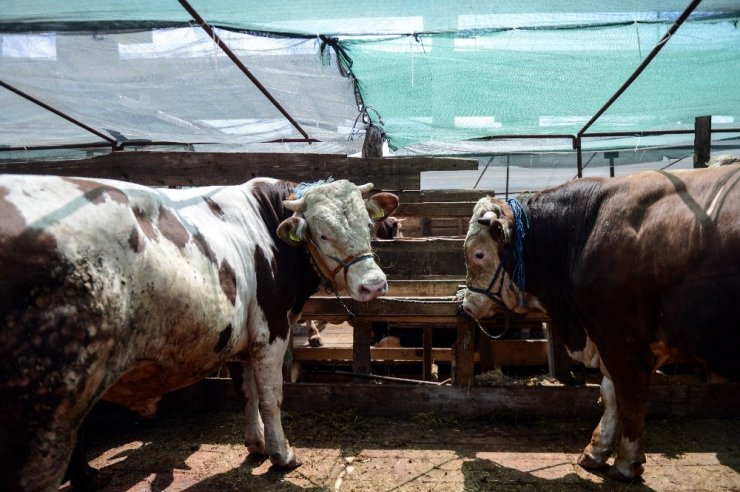 KAÇAK KURBANLIKLAR BESİCİLERİ VURDU