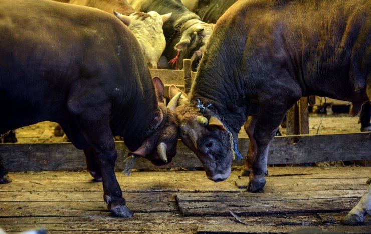 KAÇAK KURBANLIKLAR BESİCİLERİ VURDU