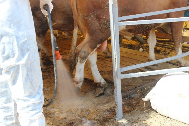 KURBAN SATIŞ YERLERİNDE İLAÇLAMA SEFERBERLİĞİ