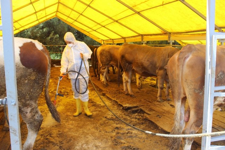 KURBAN SATIŞ YERLERİNDE İLAÇLAMA SEFERBERLİĞİ