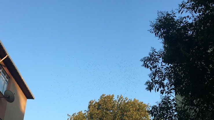 LEYLEKLERİN GÖÇ YOLCUĞU BAŞLADI