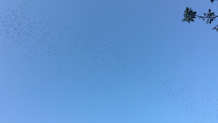 LEYLEKLERİN GÖÇ YOLCUĞU BAŞLADI