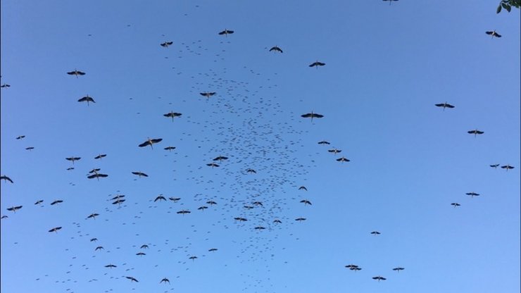 LEYLEKLERİN GÖÇ YOLCUĞU BAŞLADI