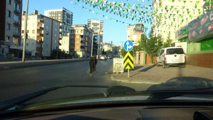 (ÖZEL ) E-5 KARAYOLUNDA KAÇAN BOĞAYI YAKALAMAK İÇİN EKİPLER SEFERBER OLDU