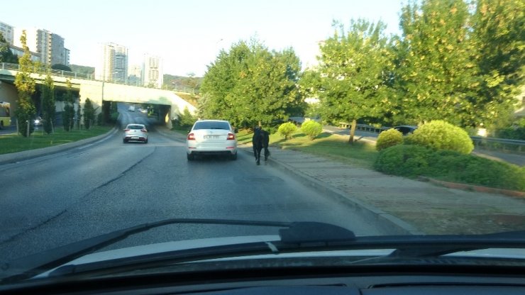 (ÖZEL ) E-5 KARAYOLUNDA KAÇAN BOĞAYI YAKALAMAK İÇİN EKİPLER SEFERBER OLDU